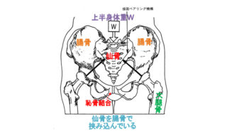 仙骨を腸骨で挟み込んでいる